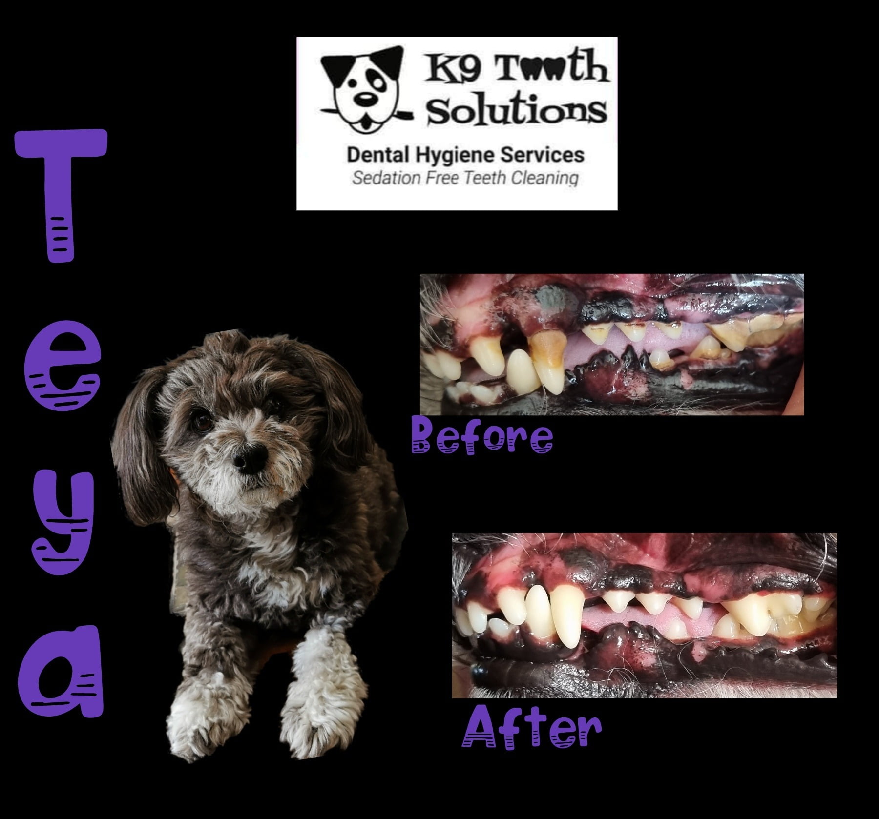 K9 Tooth Solutions