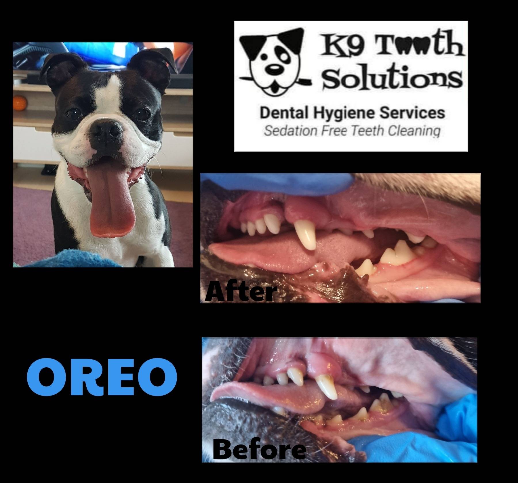 K9 Tooth Solutions