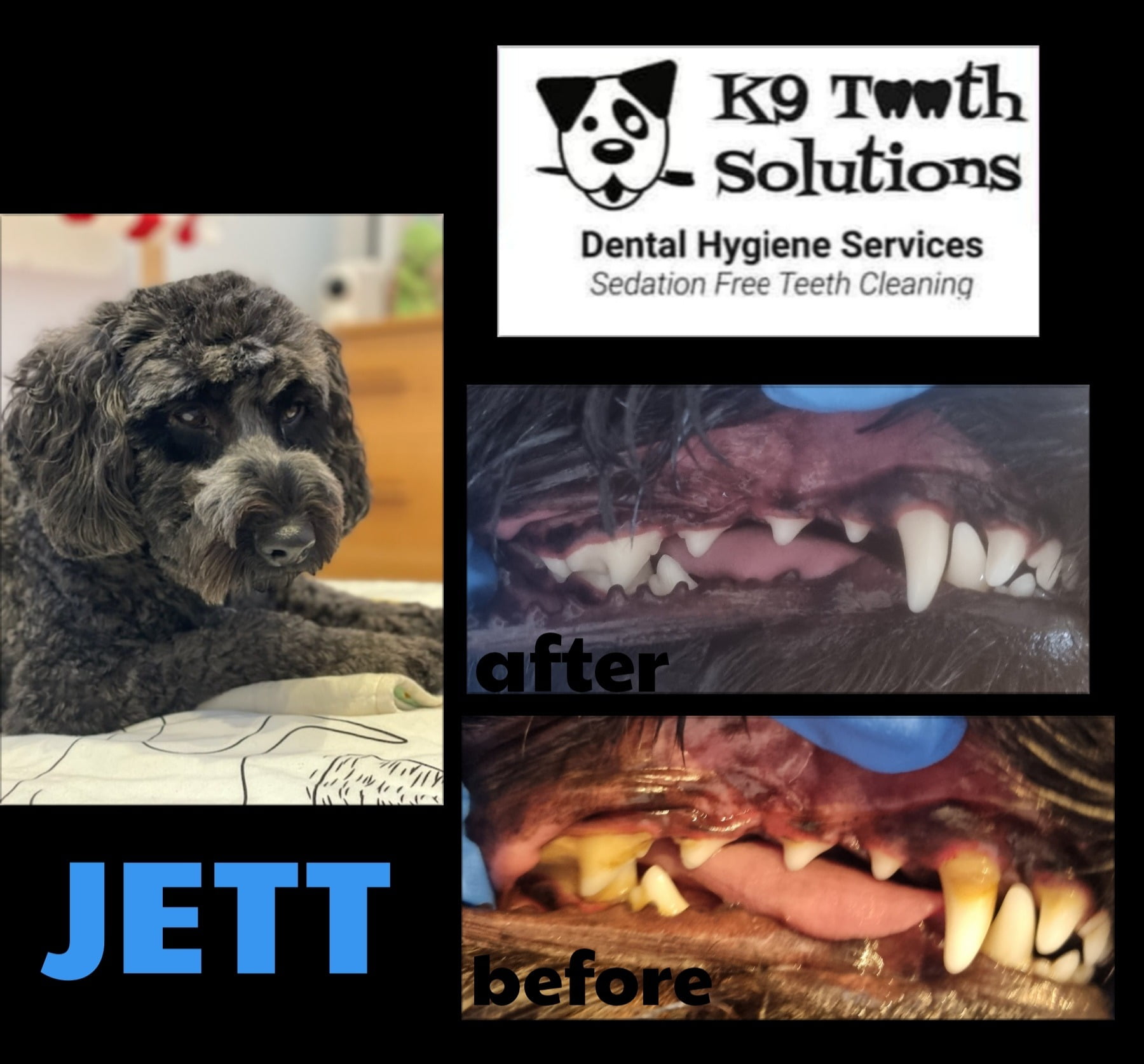 K9 Tooth Solutions