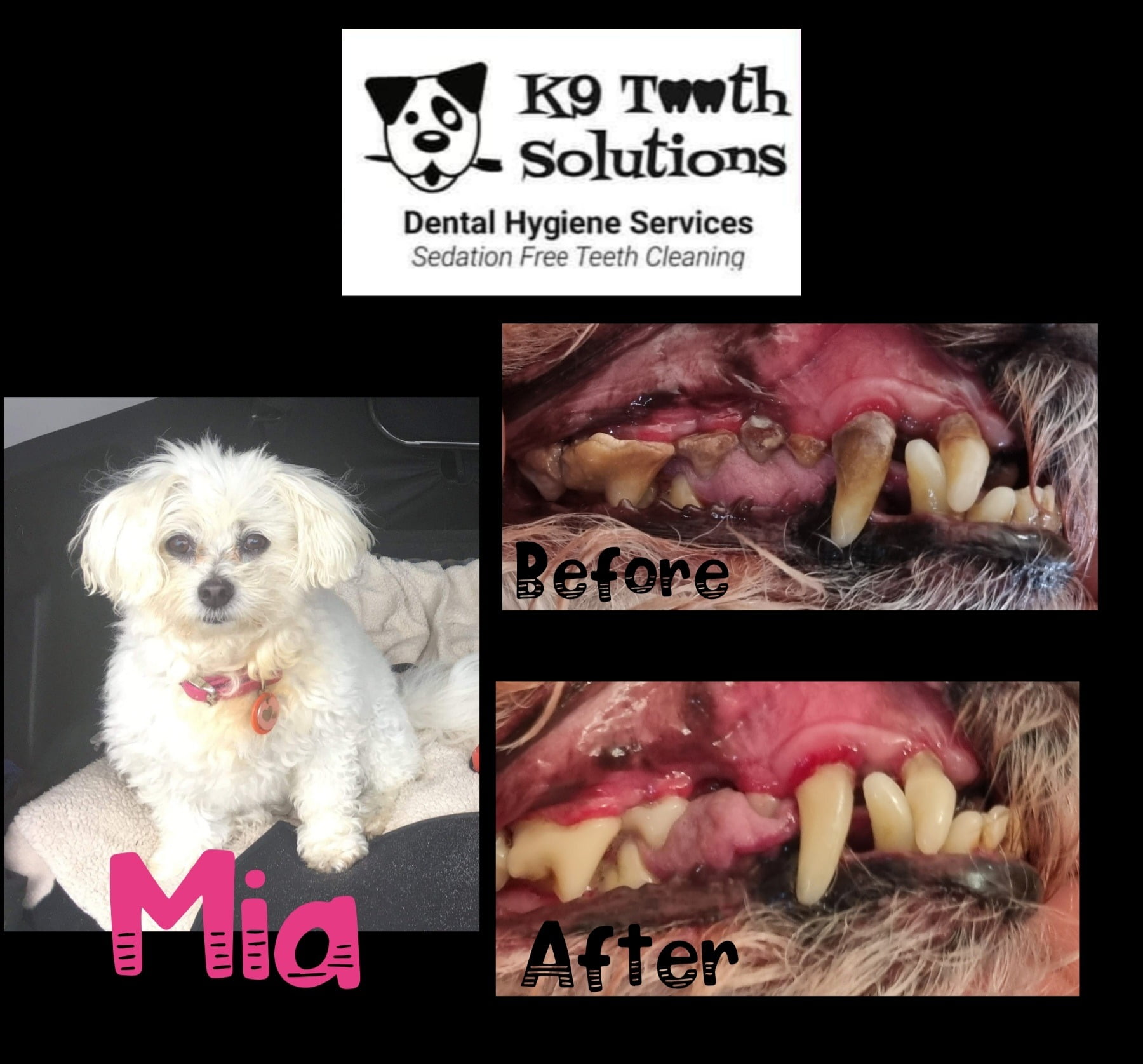 K9 Tooth Solutions