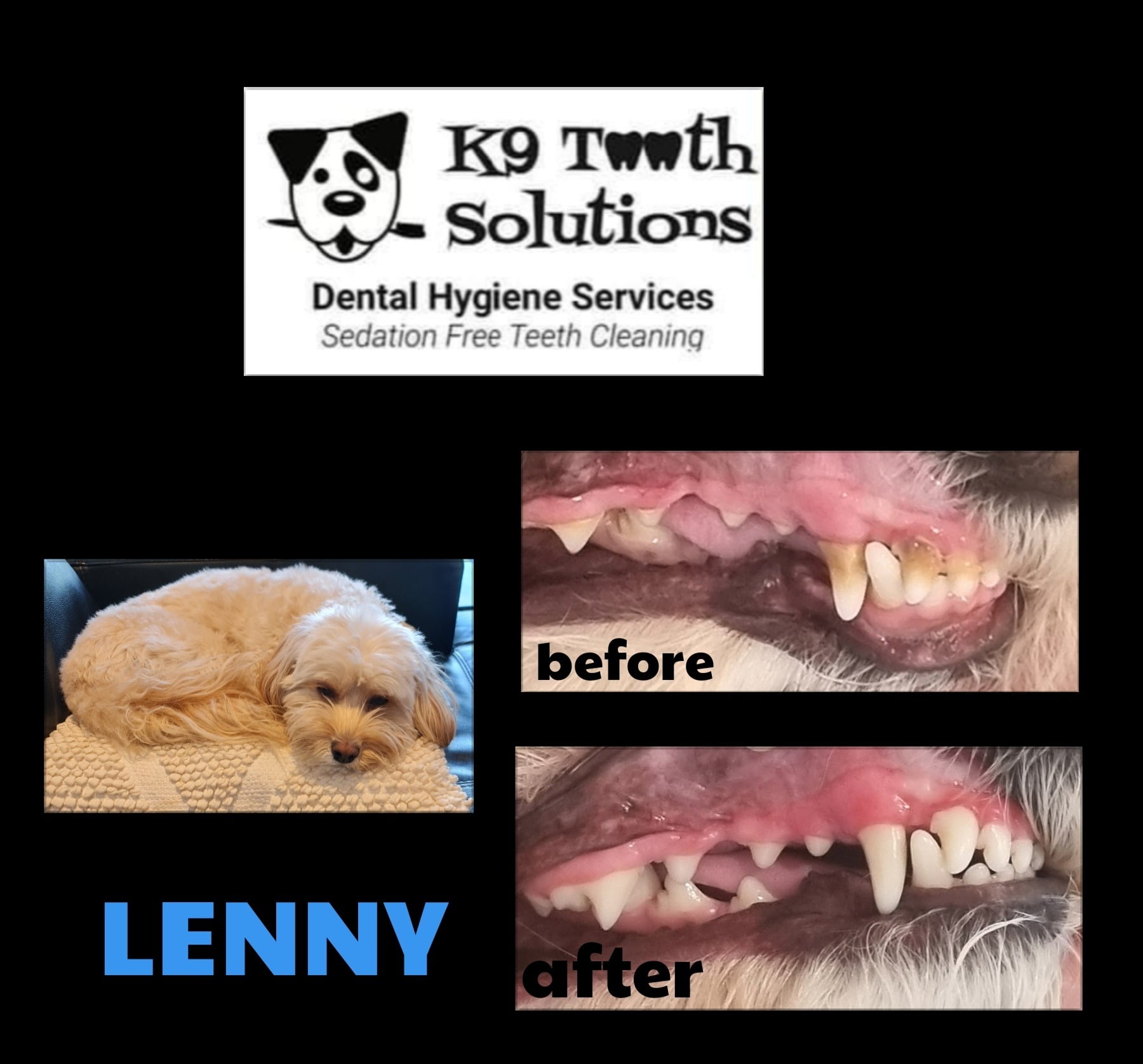 K9 Tooth Solutions