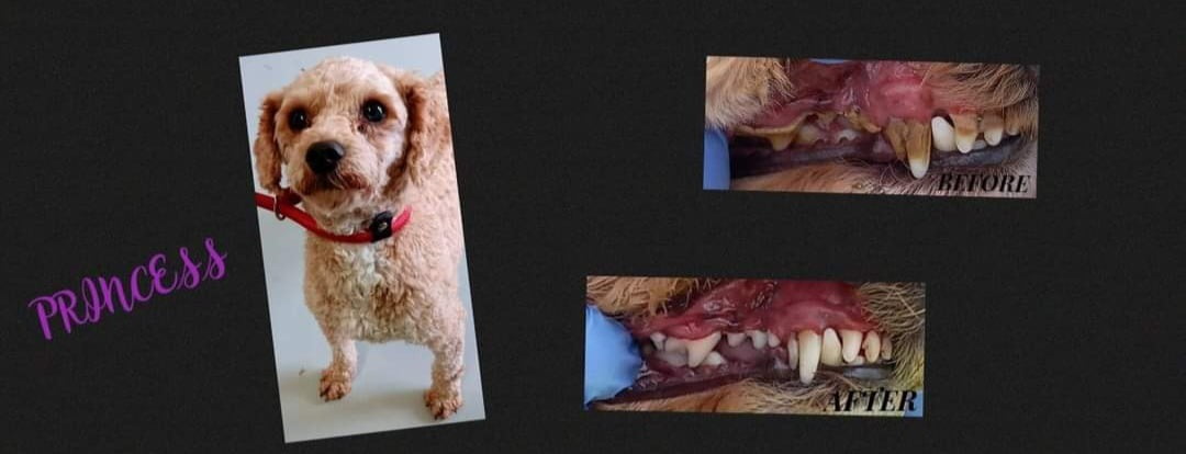 K9 Tooth Solutions