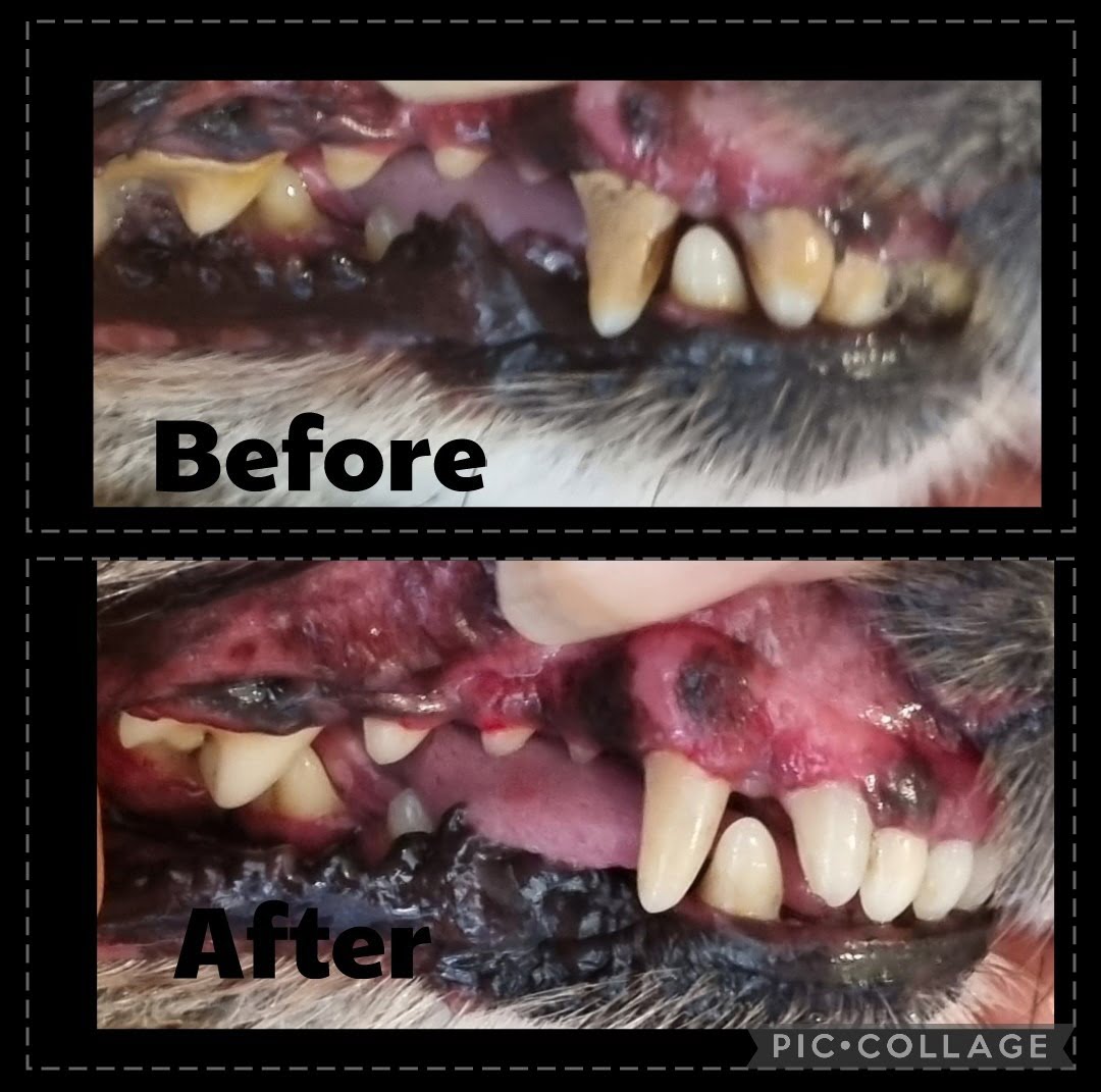 K9 Tooth Solutions